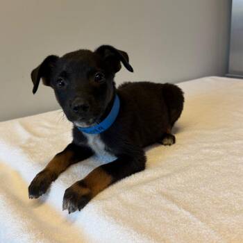 Loki* -  Australian Shepherd and Australian Cattle Dog Blue Heeler Dog for Adoption in San Gabriel, California - Loki* | PetCurious