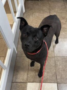 Batman -  Mixed Breed Dog for Adoption in Lewisville, North Carolina - Batman | PetCurious