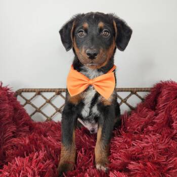 Poseidon -  Poodle and Mixed Breed Dog for Adoption in Fort Wayne, Indiana - Poseidon | PetCurious