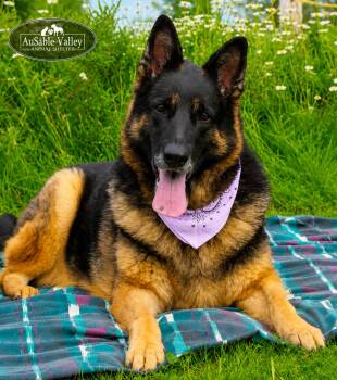 Heidi -  German Shepherd Dog Dog for Adoption in Grayling, Michigan - Heidi | PetCurious