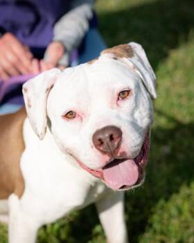 Mixed Breed Dogs Available for Adoption in Chamblee, Georgia - Splooty Boot | PetCurious