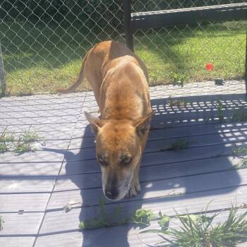 Fae -  Mixed Breed and Shepherd Dog for Adoption in Jacksboro, Tennessee - Fae | PetCurious