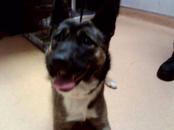 LYRA -  German Shepherd Dog and Mixed Breed Dog for Adoption in Martinez, California - LYRA | PetCurious