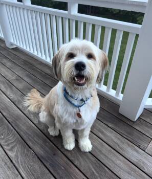 Catfish -  Golden Retriever Dog for Adoption - Catfish | PetCurious