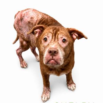 Tanner -  Mixed Breed Dog for Adoption in Columbiana, Alabama - Tanner | PetCurious