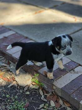 Shepherd and Hound Dogs Available for Adoption - Koa | PetCurious