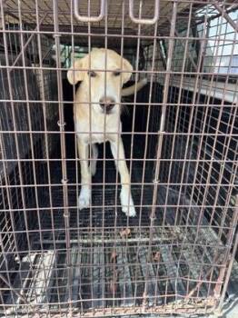Tex -  Terrier and Carolina Dog Dog for Adoption in Fresno, California - Tex | PetCurious