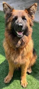 Mona Lisa -  German Shepherd Dog Dog for Adoption - Mona Lisa | PetCurious