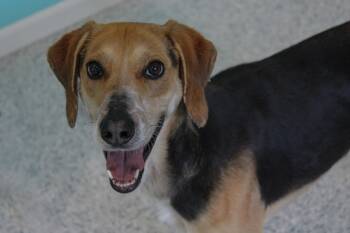 Hound Dogs Available for Adoption in Hutchinson, Minnesota - Noodle | PetCurious