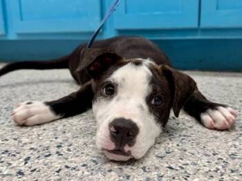 Roo - P -  Labrador Retriever and Mixed Breed Dog for Adoption in Daytona Beach, Florida - Roo - P | PetCurious