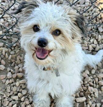 Tucker -  Maltipoo Dog for Adoption in Henderson, Nevada - Tucker | PetCurious