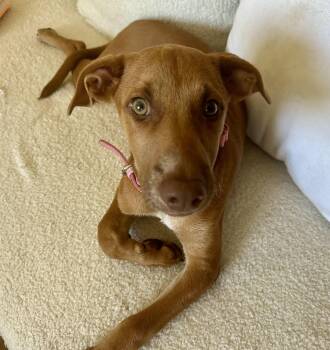 Lilo -  Labrador Retriever and Vizsla Dog for Adoption in Chevy Chase, Maryland - Lilo | PetCurious