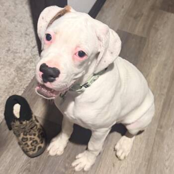 Manny -  Boxer Dog for Adoption in Buffalo, Minnesota - Manny | PetCurious