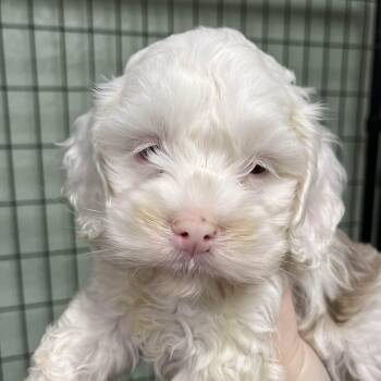 Cockapoo Dogs Available for Adoption - Summit - Foster Home Needed  | PetCurious