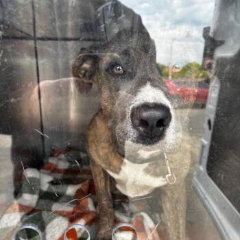 Mixed Breed Dogs Available for Adoption in Philadelphia, Pennsylvania - Robbie | PetCurious