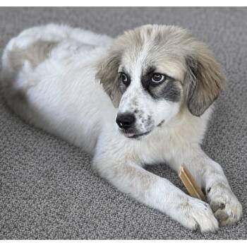 Venus -  Great Pyrenees Dog for Adoption in South Saint Paul, Minnesota - Venus | PetCurious