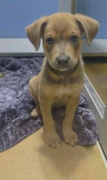 CHOCO -  Pit Bull Terrier and Mixed Breed Dog for Adoption in St. Peters, Missouri - CHOCO | PetCurious