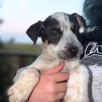 Australian Cattle Dog Blue Heeler Dogs Available for Adoption in Lodi, California - Ramon | PetCurious
