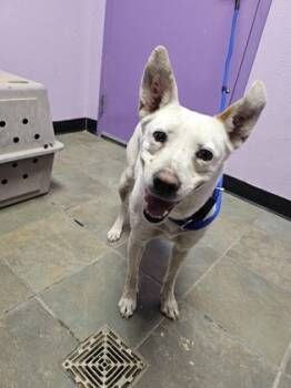 Rescue Mixed Breed Dogs for Adoption in El Paso, Texas - COCO. | PetCurious