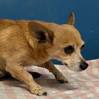 Chihuahua Dogs Available for Adoption in Yuma, Arizona - Shamus | PetCurious