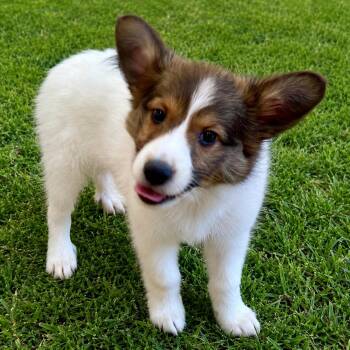 Shetland Sheepdog Sheltie and Cardigan Welsh Corgi Dogs Available for Adoption in Rockville, Maryland - Rory | PetCurious
