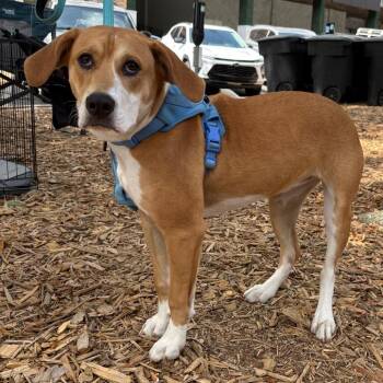 Mixed Breed Dogs Available for Adoption in Quincy, Florida - Elphaba "Winnie" | PetCurious