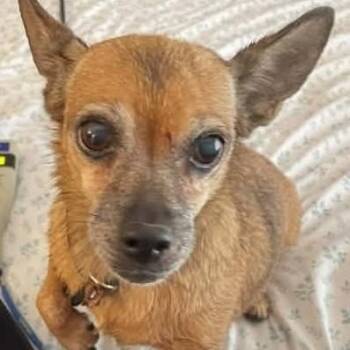 Roxy -  Chihuahua Dog for Adoption in Marana, Arizona - Roxy | PetCurious