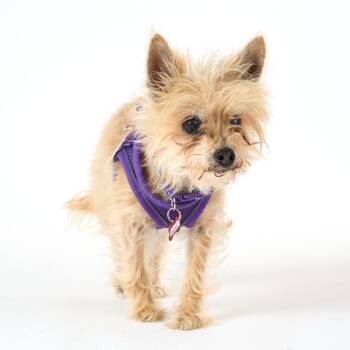 Terrier Dogs Available for Adoption in San Francisco, California - Encore 13980 | PetCurious