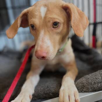 Sunny -  Mixed Breed Dog for Adoption in Centerville, Tennessee - Sunny | PetCurious