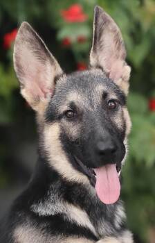 Bowie von Tanna -  German Shepherd Dog Dog for Adoption in Los Angeles, California - Bowie Von Tanna | PetCurious
