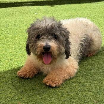 Baloo AKA Mitzy 5398 -  Cavalier King Charles Spaniel and Poodle Dog for Adoption in Loxahatchee Groves, Florida - Baloo AKA Mitzy 5398 | PetCurious