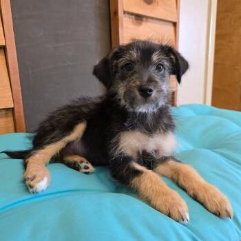 Mixed Breed Dogs Available for Adoption - Thistle | PetCurious