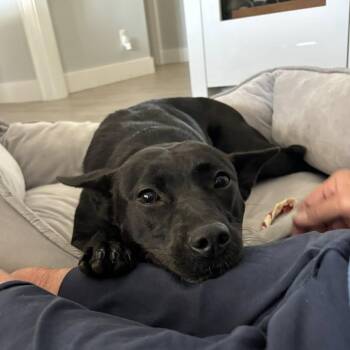 Australian Cattle Dog Blue Heeler and Mixed Breed Dogs Available for Adoption - Maddie | PetCurious