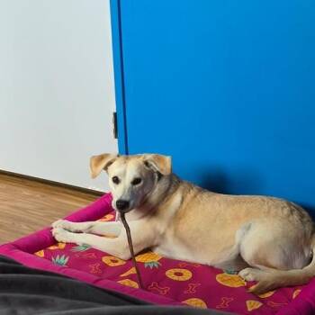 Momma Sophie -  Mixed Breed Dog for Adoption in Calgary, Alberta - Momma Sophie | PetCurious