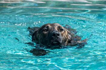 Rescue American Staffordshire Terrier Dogs for Adoption in Houston, Texas - Petal | PetCurious