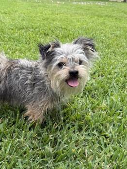 Terrier Dogs Available for Adoption in San Leon, Texas - Ducky | PetCurious