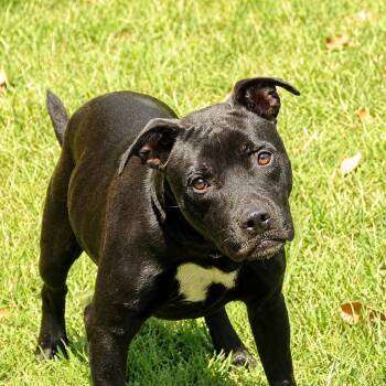 Donna (N Haverty) -  Pit Bull Terrier and Mixed Breed Dog for Adoption in Pine Bluff, Arkansas - Donna (N Haverty) | PetCurious