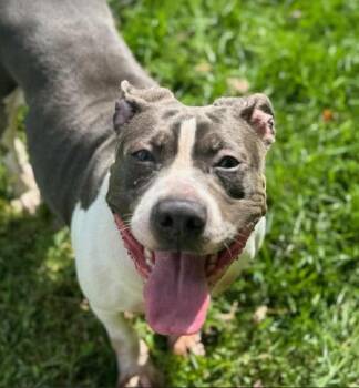 Mabel (3 Years Old) -  Pit Bull Terrier Dog for Adoption in Albany, New York - Mabel (3 Years Old) | PetCurious