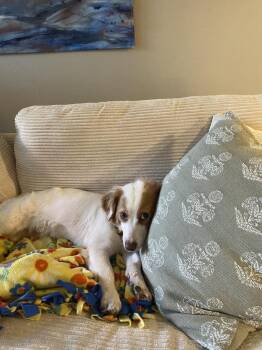 Mixed Breed Dogs Available for Adoption in Lansing, Michigan - Clementine (26-088 D) | PetCurious