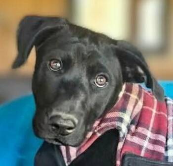 Weimaraner and Labrador Retriever Dogs Available for Adoption in Boerne, Texas - Branch | PetCurious