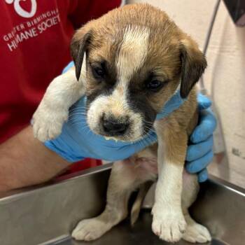 Terry -  Terrier and Mixed Breed Dog for Adoption in Birmingham, Alabama - Terry | PetCurious