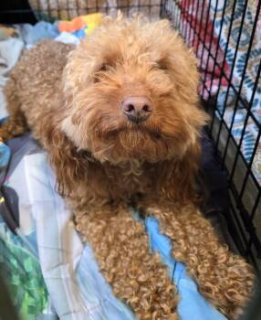 26-334 -  Goldendoodle Dog for Adoption in Lindenhurst, New York - 26-334 | PetCurious