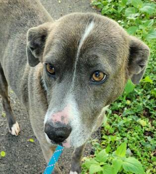 Coco -  Pit Bull Terrier and Mixed Breed Dog for Adoption in Lawrenceburg, Tennessee - Coco | PetCurious