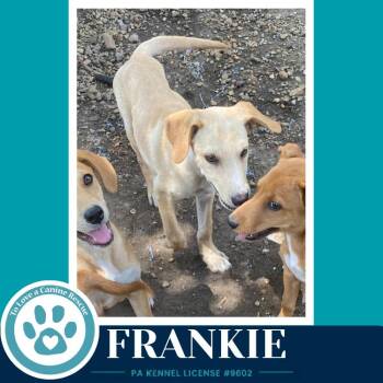 Frankie (F Troop) 082226 -  Labrador Retriever Dog for Adoption in Kimberton, Pennsylvania - Frankie (F Troop) 082226 | PetCurious