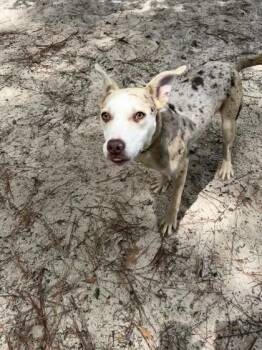 Aspen -  Catahoula Leopard Dog and Mixed Breed Dog for Adoption in Brunswick, Georgia - Aspen | PetCurious