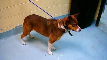 German Shepherd Dog and Mixed Breed Dogs Available for Adoption - TIFFANY | PetCurious