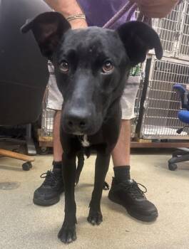 Balboa -  Labrador Retriever and Mixed Breed Dog for Adoption in Palm Coast, Florida - Balboa | PetCurious