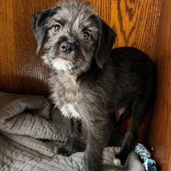Tank -  Mixed Breed Dog for Adoption in Pelham, New Hampshire - Tank | PetCurious
