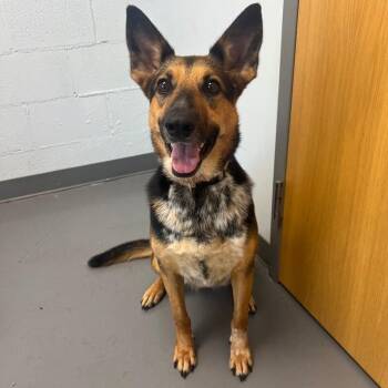 Heidi (Dog 11) -  Shepherd and Mixed Breed Dog for Adoption in Roanoke, Virginia - Heidi (Dog 11) | PetCurious