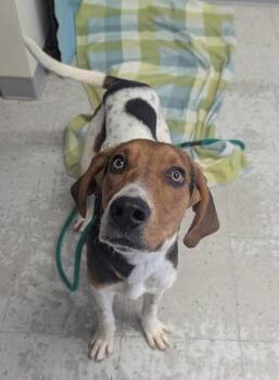 American Foxhound Dogs Available for Adoption in Salt Lake City, Utah - *Elvis* | PetCurious
